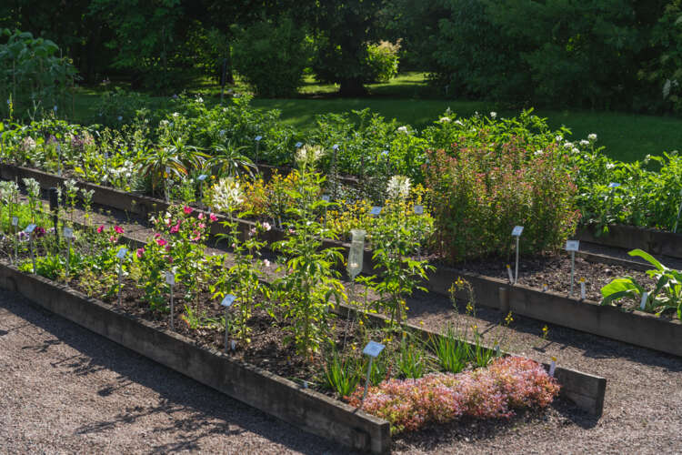 Höstlovskul i Botaniska trädgården!