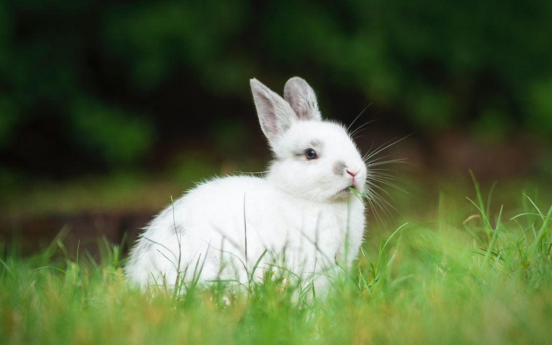 Höstlovsläger på Gränby 4H-gård
