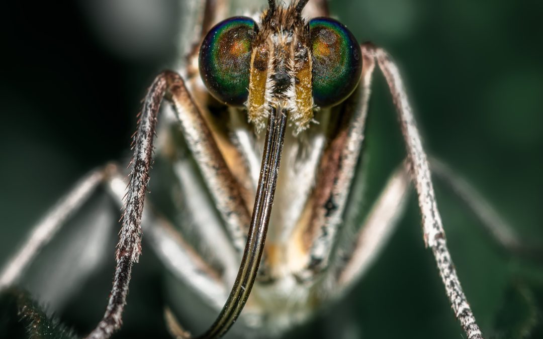 Gök, hjärnmask och zombiesvamp – Parasitlov på Evolutionsmuseet